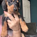 Dachshund (Miniature Smooth Haired)