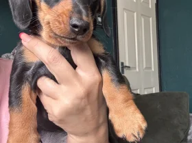 Dachshund (Miniature Smooth Haired)