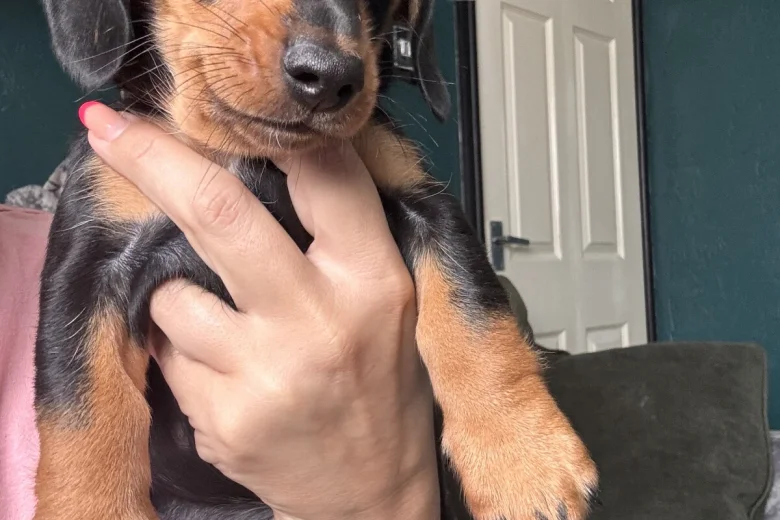Dachshund (Miniature Smooth Haired)