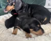 Dachshund (Miniature Smooth Haired)