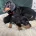 Dachshund (Miniature Smooth Haired)