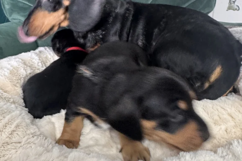 Dachshund (Miniature Smooth Haired)