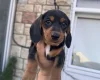 Dachshund (Miniature Smooth Haired)