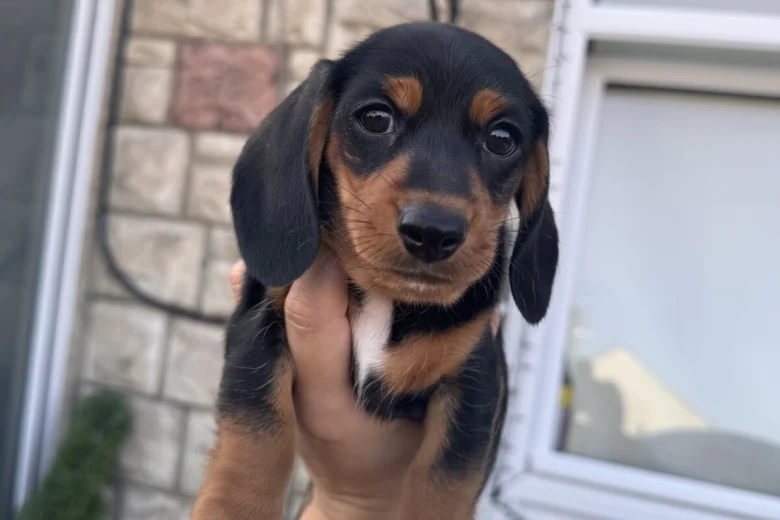 Dachshund (Miniature Smooth Haired)