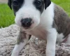 Whippet