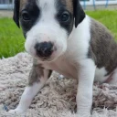 Whippet