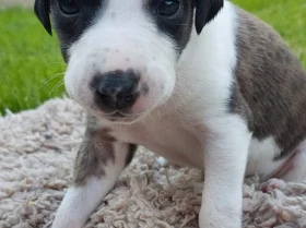 Whippet