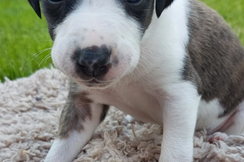 Whippet