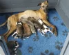 Whippet