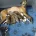 Whippet