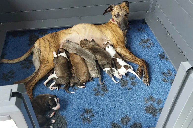 Whippet