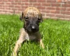 Whippet