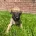 Whippet
