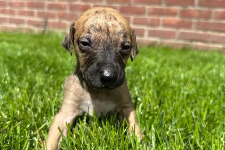 Whippet