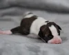 Whippet