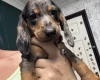 Dachshund (Miniature Smooth Haired)