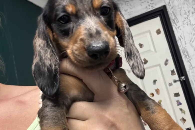Dachshund (Miniature Smooth Haired)