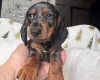 Dachshund (Miniature Smooth Haired)