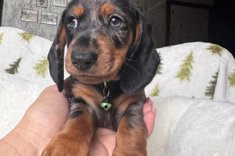 Dachshund (Miniature Smooth Haired)