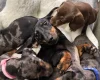 Dachshund (Miniature Smooth Haired)