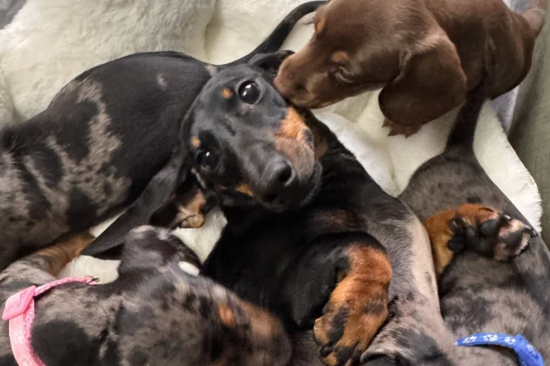 Dachshund (Miniature Smooth Haired)