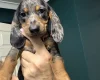 Dachshund (Miniature Smooth Haired)