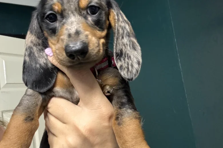 Dachshund (Miniature Smooth Haired)