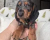 Dachshund (Miniature Smooth Haired)