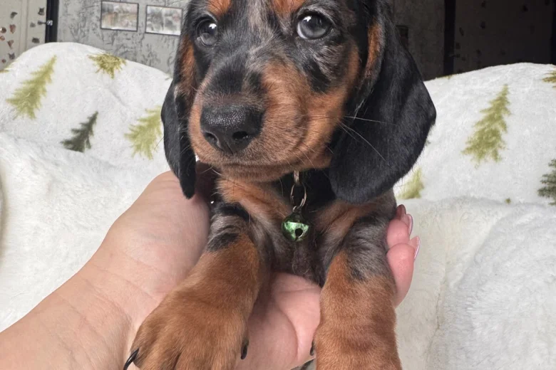 Dachshund (Miniature Smooth Haired)