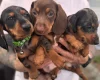 Dachshund (Miniature Smooth Haired)