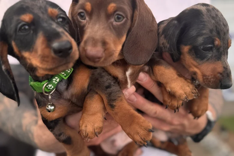 Dachshund (Miniature Smooth Haired)