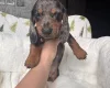 Dachshund (Miniature Smooth Haired)