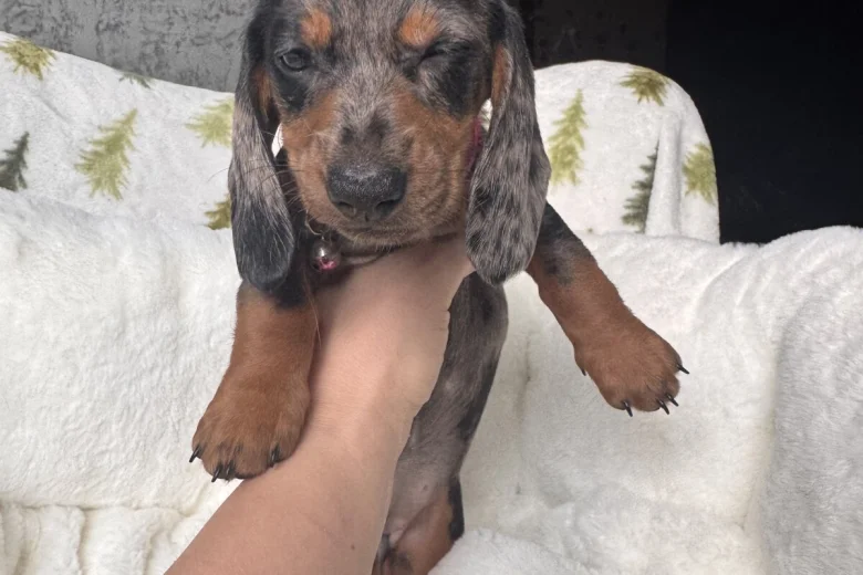 Dachshund (Miniature Smooth Haired)