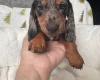 Dachshund (Miniature Smooth Haired)