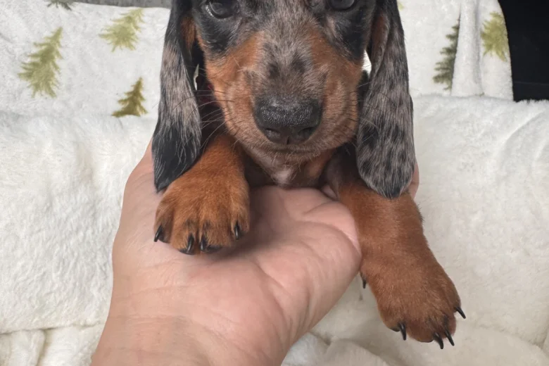 Dachshund (Miniature Smooth Haired)