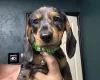 Dachshund (Miniature Smooth Haired)