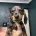 Dachshund (Miniature Smooth Haired)