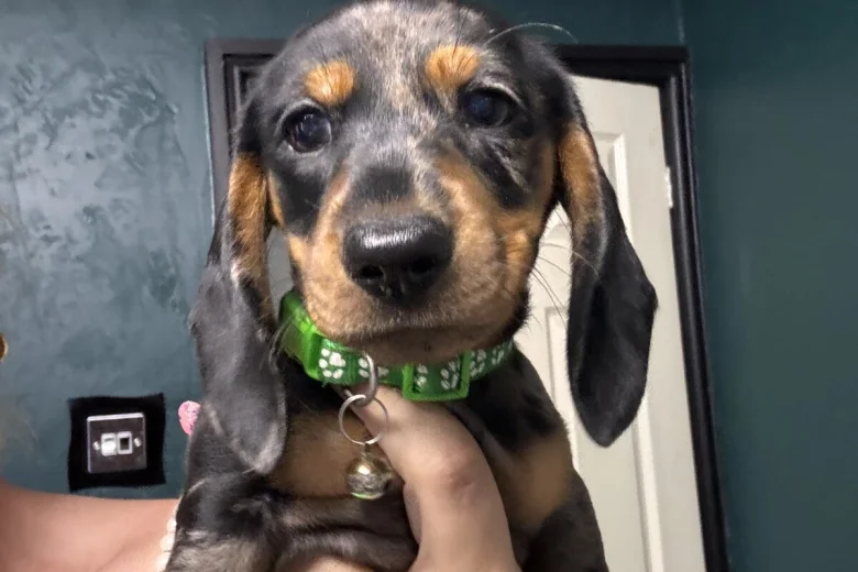 Dachshund (Miniature Smooth Haired)