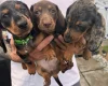 Dachshund (Miniature Smooth Haired)