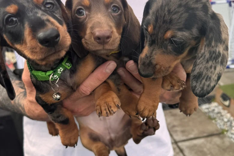Dachshund (Miniature Smooth Haired)