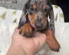 Dachshund (Miniature Smooth Haired)