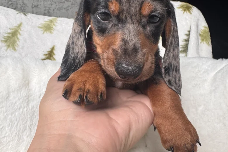 Dachshund (Miniature Smooth Haired)