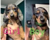 Dachshund (Miniature Smooth Haired)
