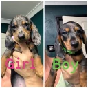 Dachshund (Miniature Smooth Haired)