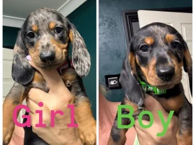 Dachshund (Miniature Smooth Haired)
