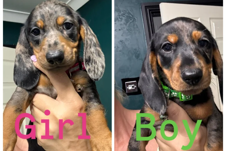 Dachshund (Miniature Smooth Haired)