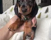 Dachshund (Miniature Smooth Haired)