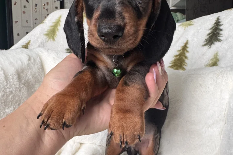 Dachshund (Miniature Smooth Haired)