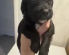 Cocker Spaniel (Working)