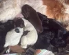 Cocker Spaniel (Working)